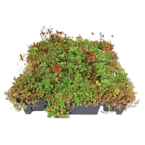 Click ’n Go Sedum tray